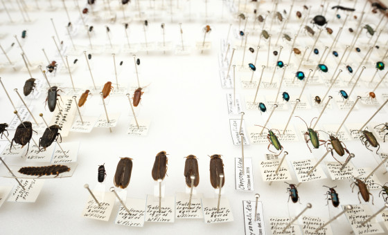 Een verzameling insecten met kleine bijschriften.