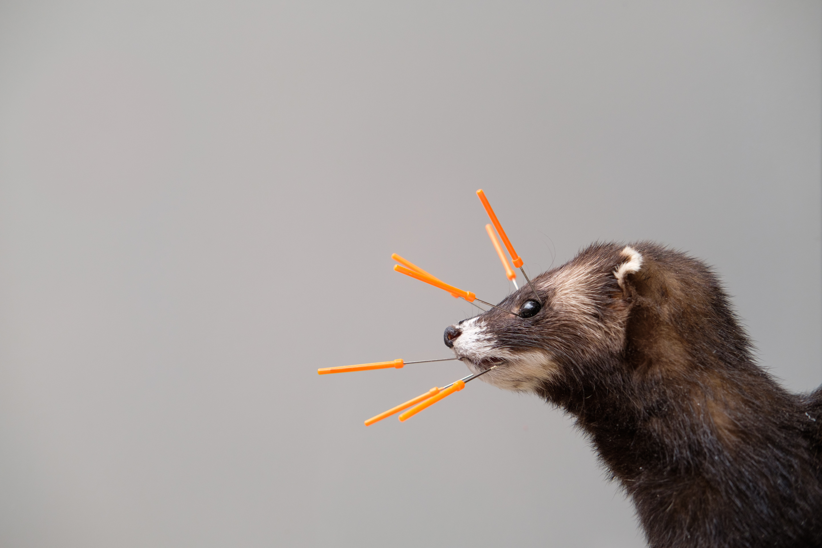 Dood dier gevonden? De Bastei