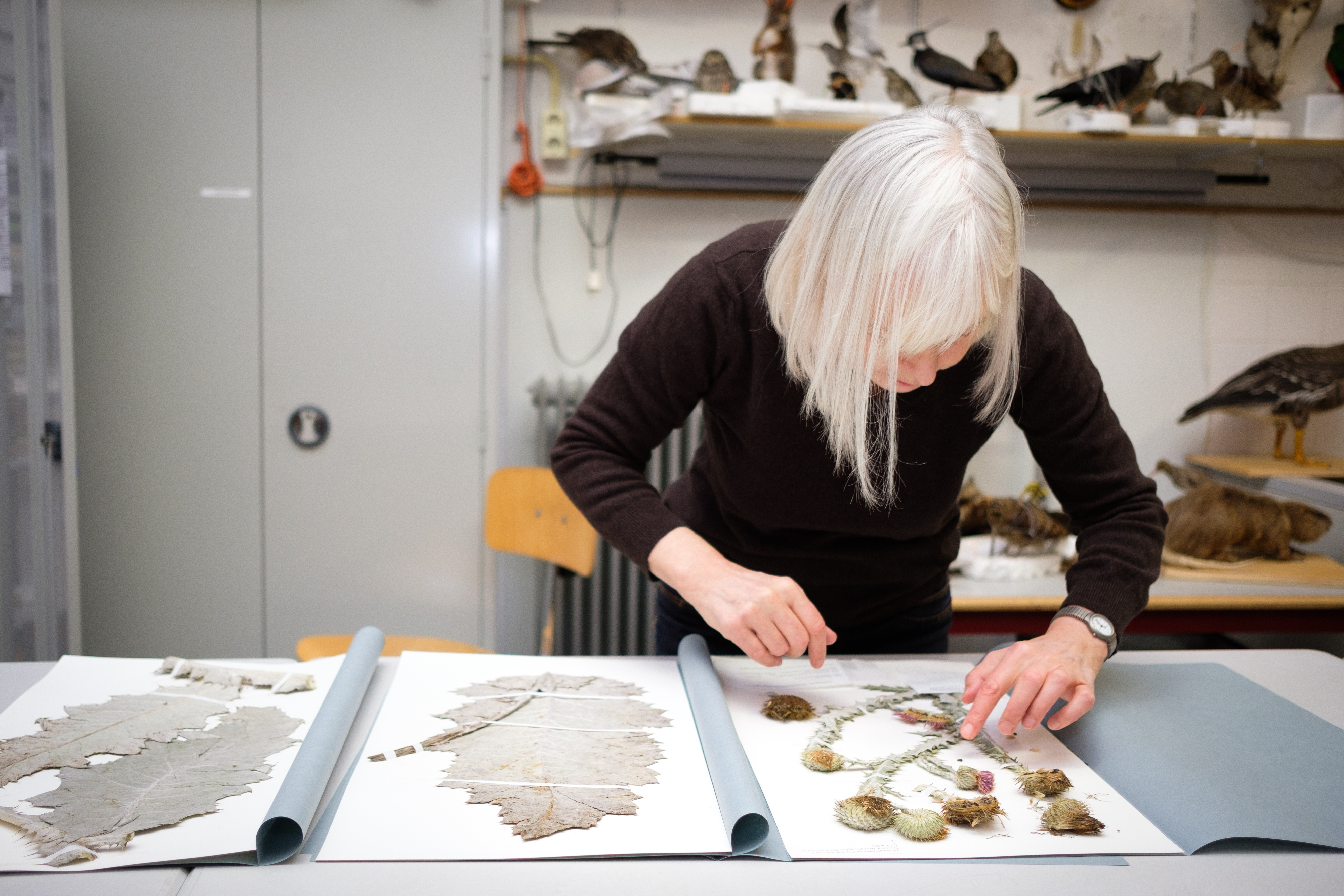 Conservator Sophie Hochstenbach werkt aan het herbarium van De Bastei