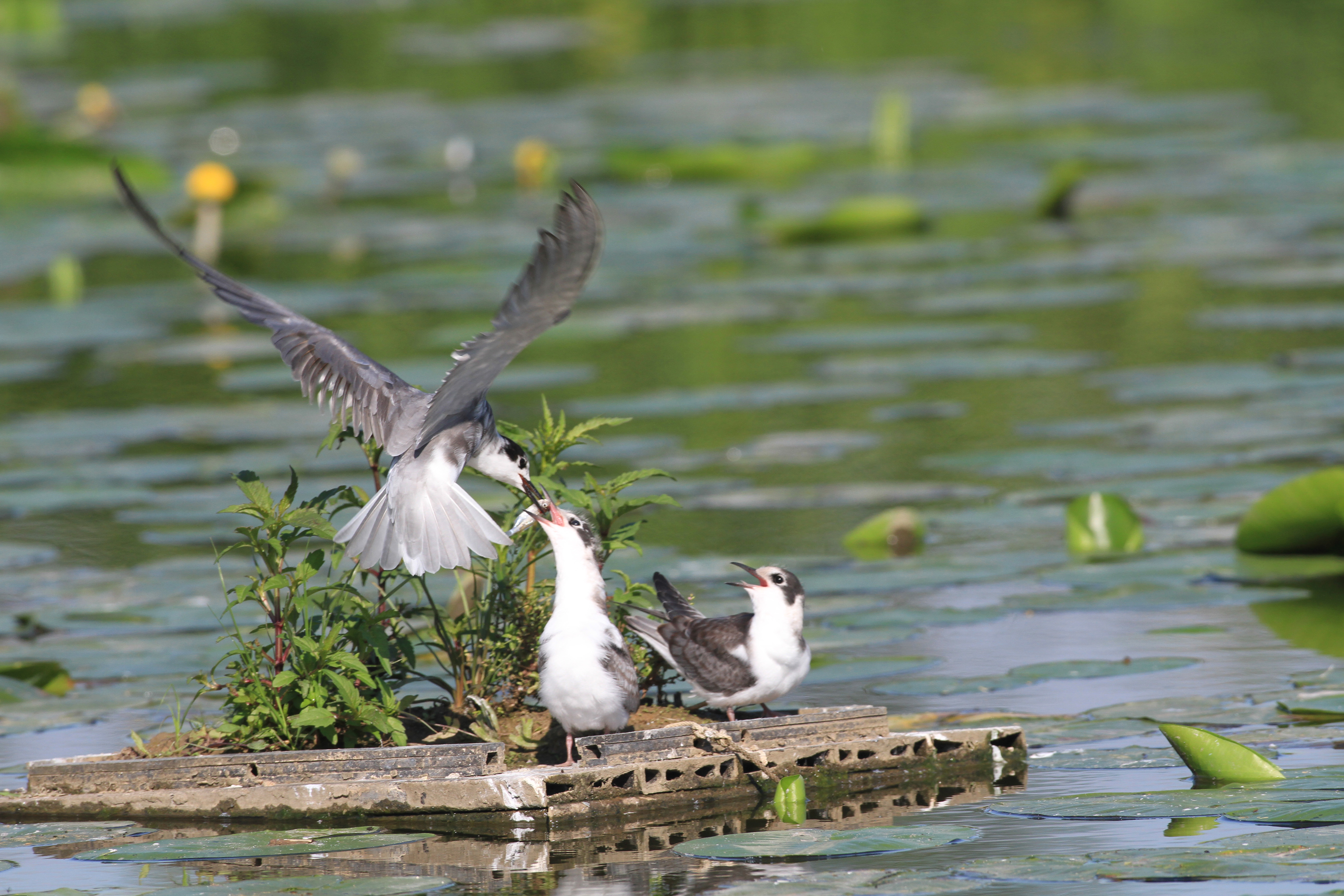 Excursies naar de zwarte sterns aan de Oude Waal
