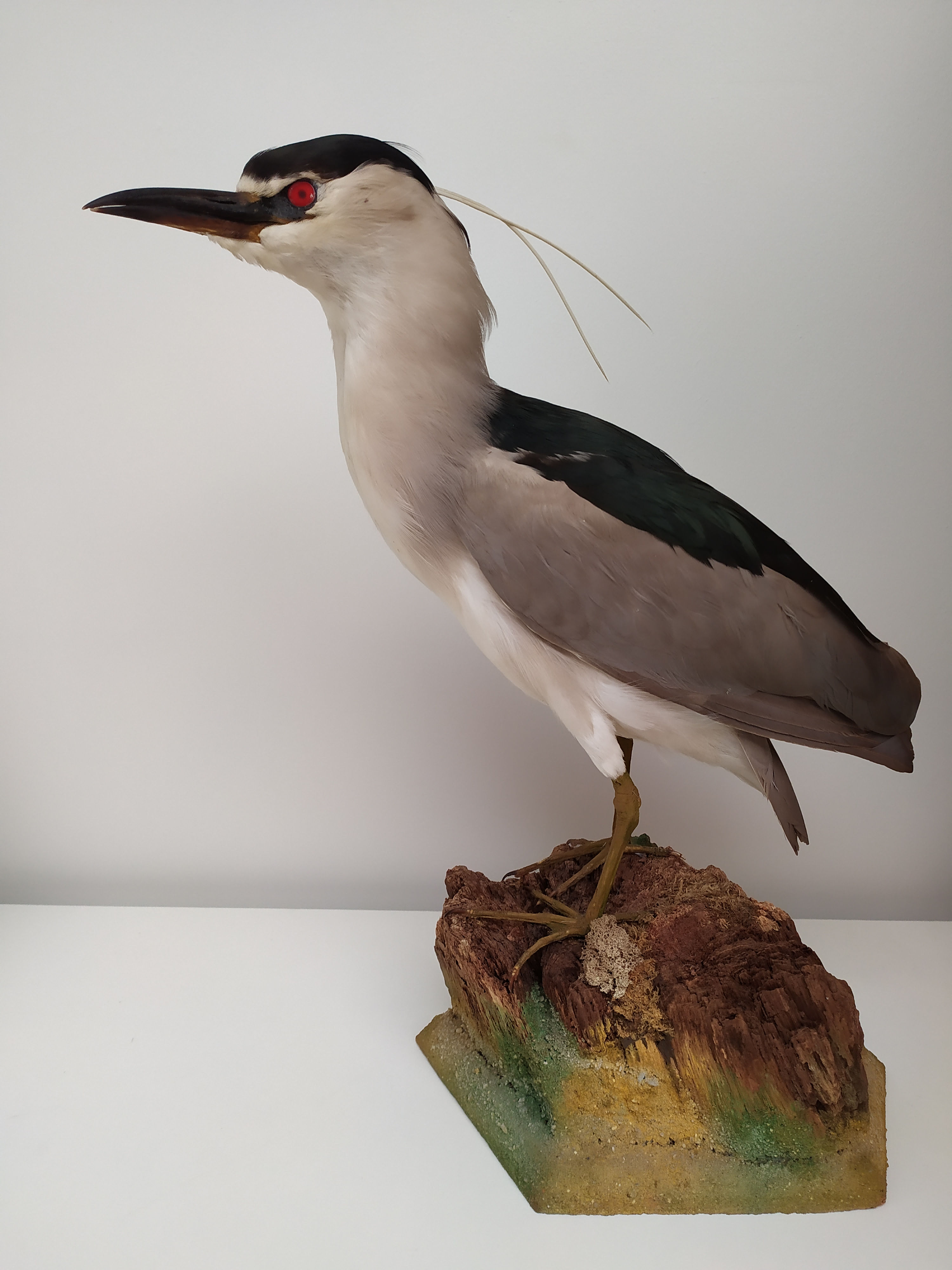 Kwak