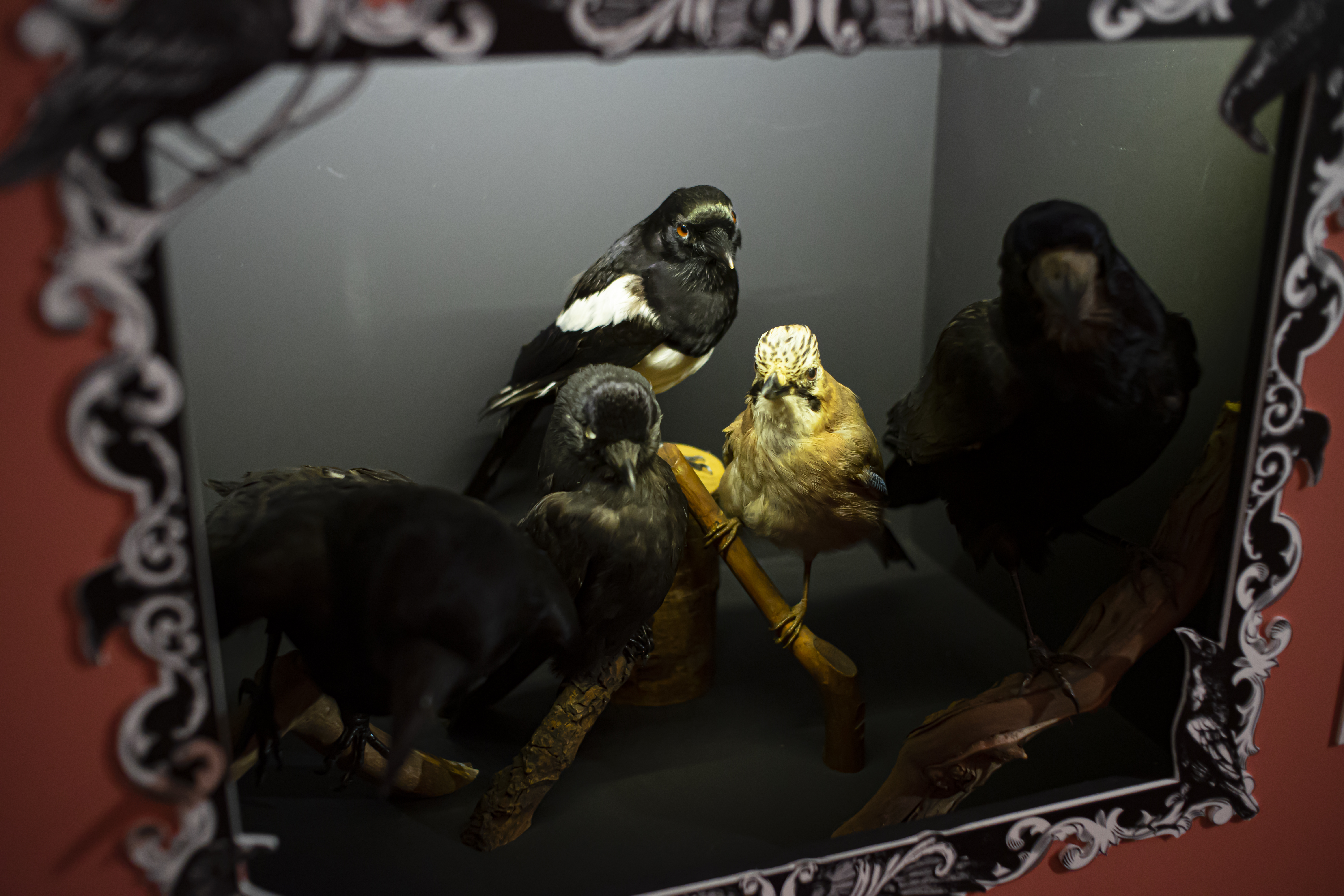 Vijf opgezette kraaiachtigen bij elkaar in de tentoonstelling, met de Vlaamse Gaai als kleurig middelpunt.