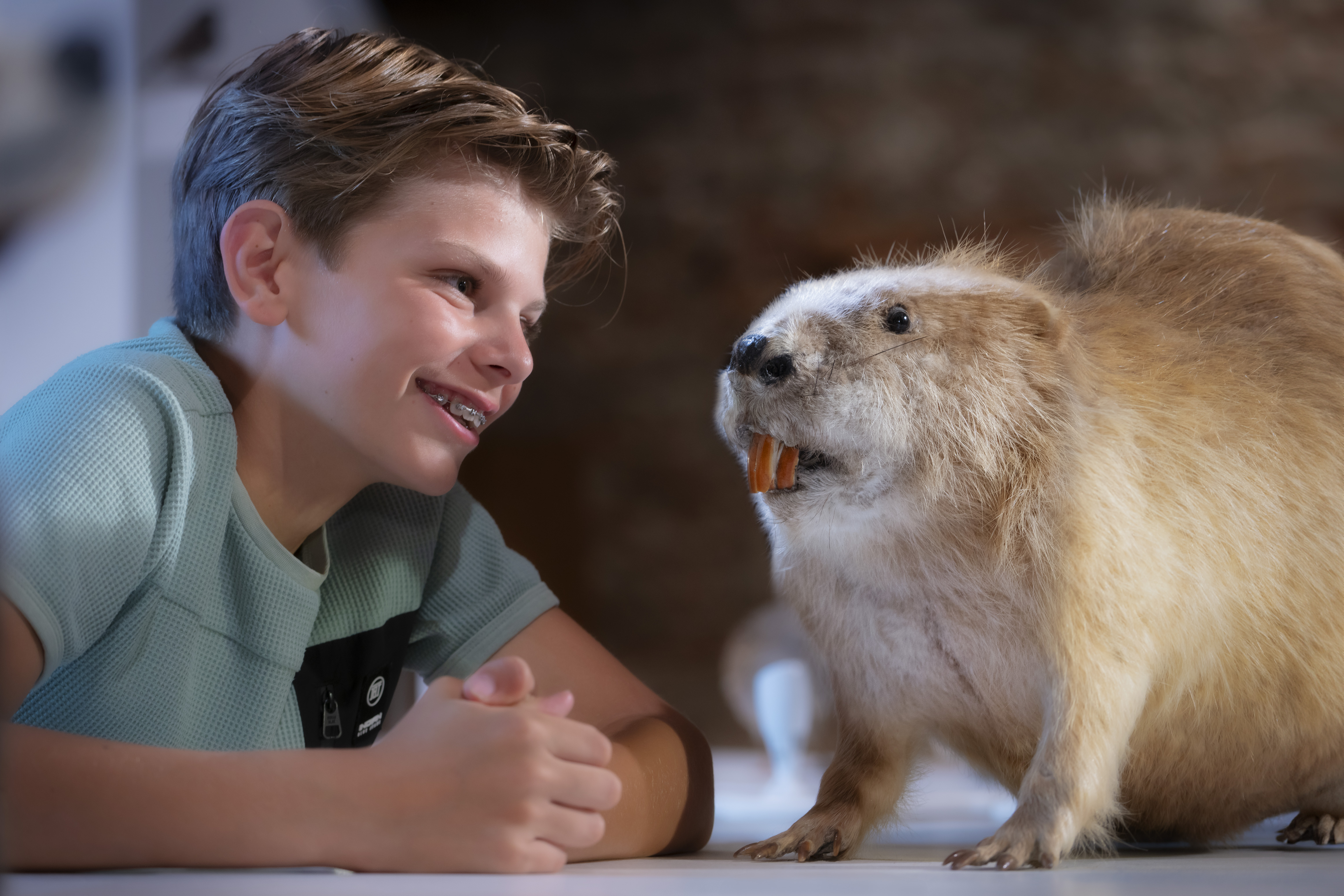 Bevers zijn iconen van het rivierengebied.