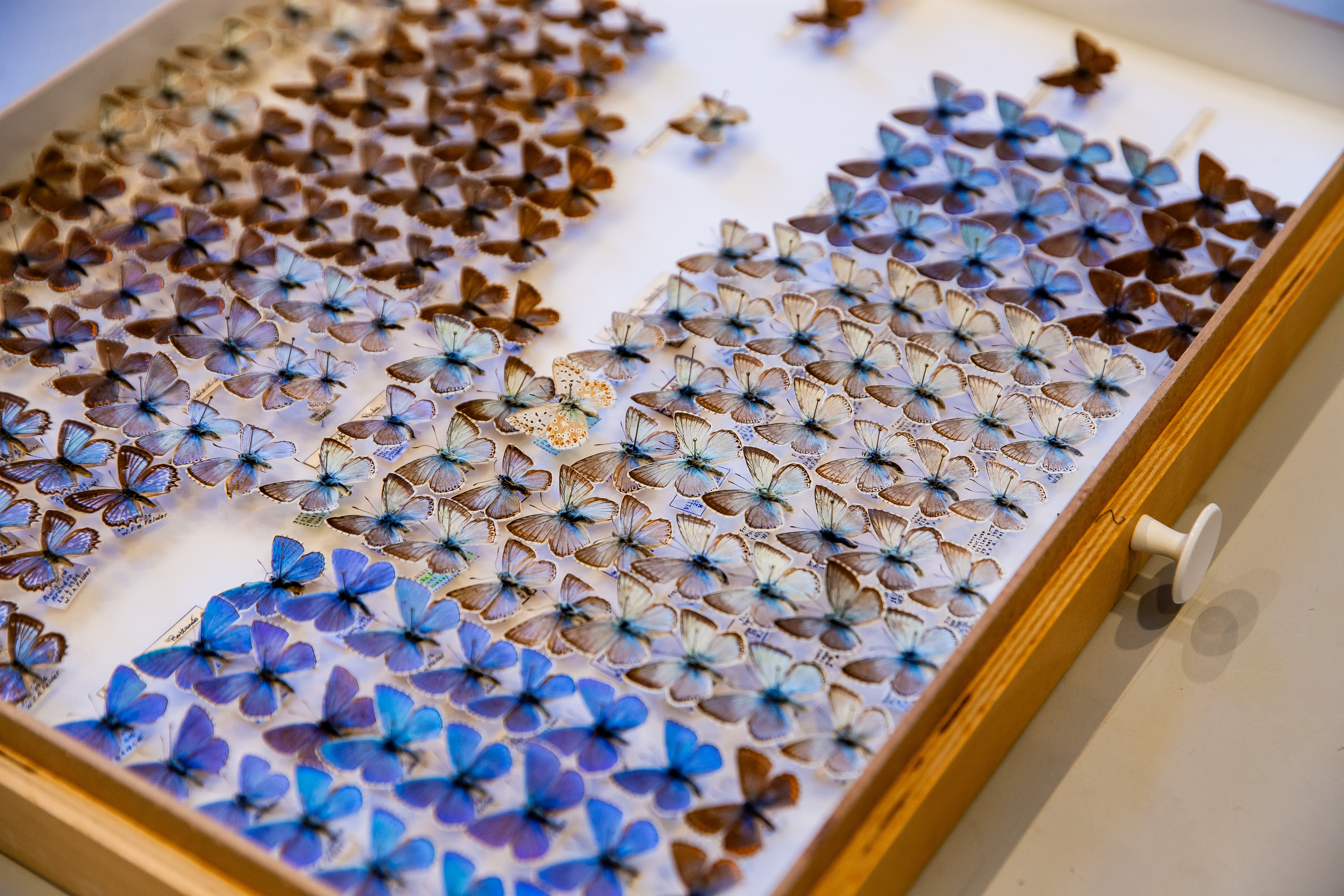 Atelier Bloem & Bij | Museum De Bastei