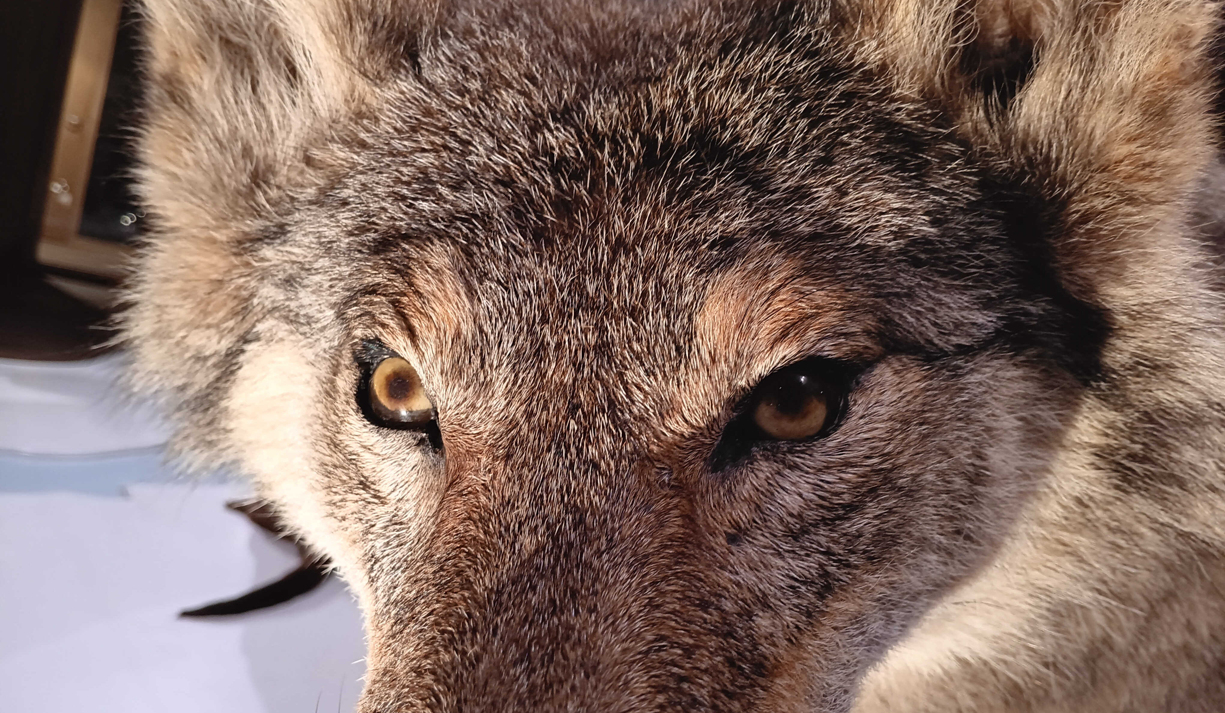 Wolf GW2937m