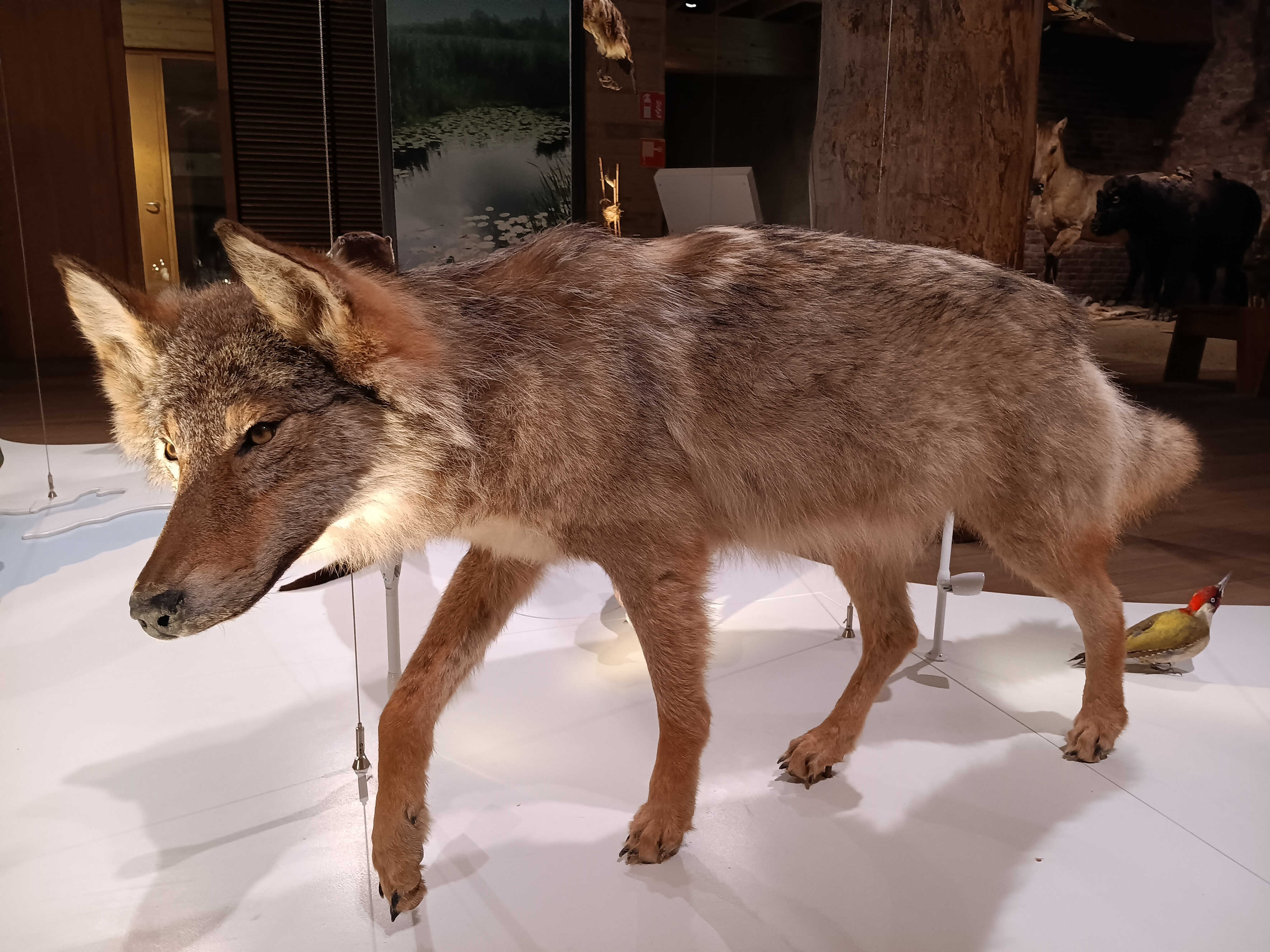 Wolf GW2937m