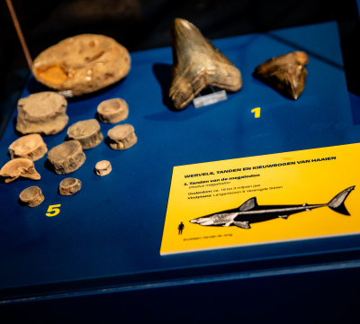 Fossielen in de tentoonstelling 'Uit de diepte'