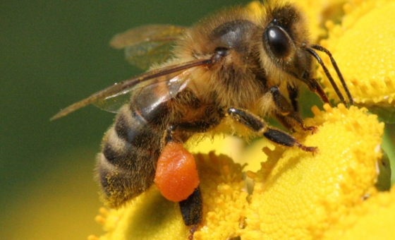KNNV-lezing Wilde bijen