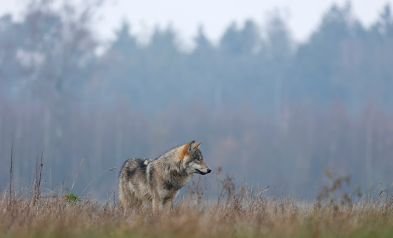 Wolf in Nederland