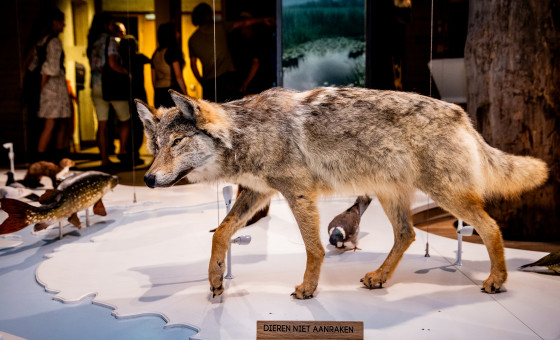 Wolf in Museum De Bastei in Nijmegen