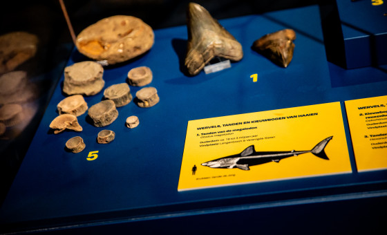 Fossielen in de tentoonstelling 'Uit de diepte'
