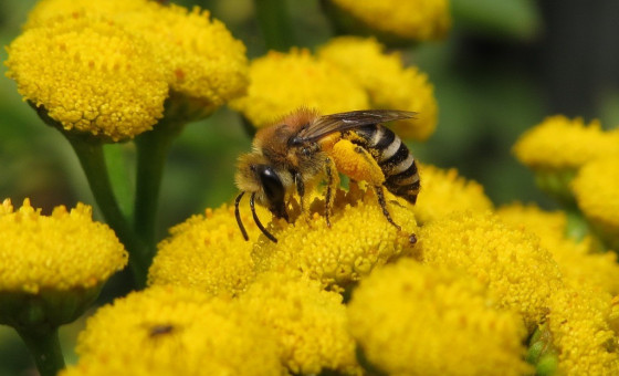 Basteicafé: Hoe inheems is inheems?