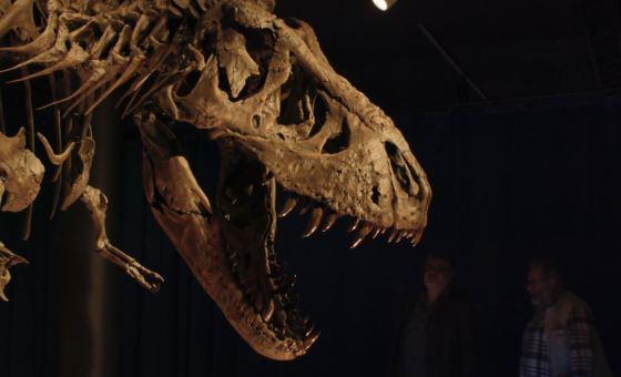 Schedel van een T-Rex.