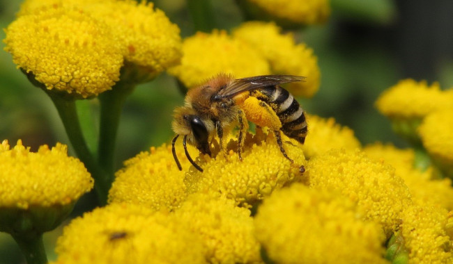 Basteicafé: Hoe inheems is inheems?