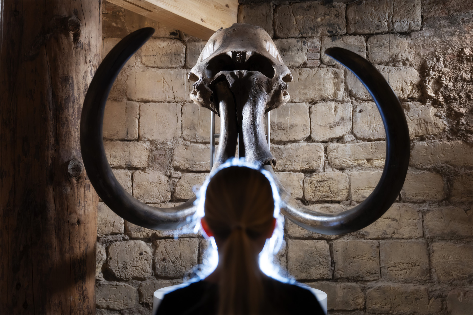 Oog in oog met de mammoet