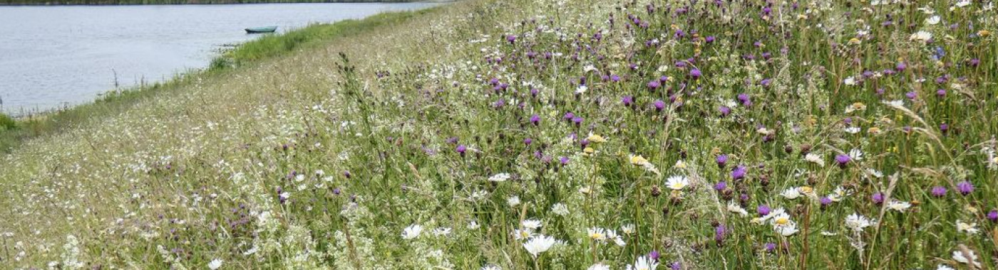 Basteicafé | Riviernatuur: het kan veel rijker, groener en mooier