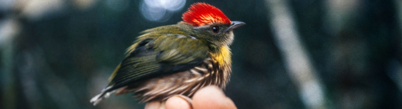 Machaeropterus eckelberryi (foto: Andy Kratter, Florida Museum of Natural History)