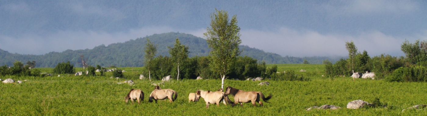 Rewilding Europe: De Gelderse Poort als bakermat voor Europese natuurontwikkeling