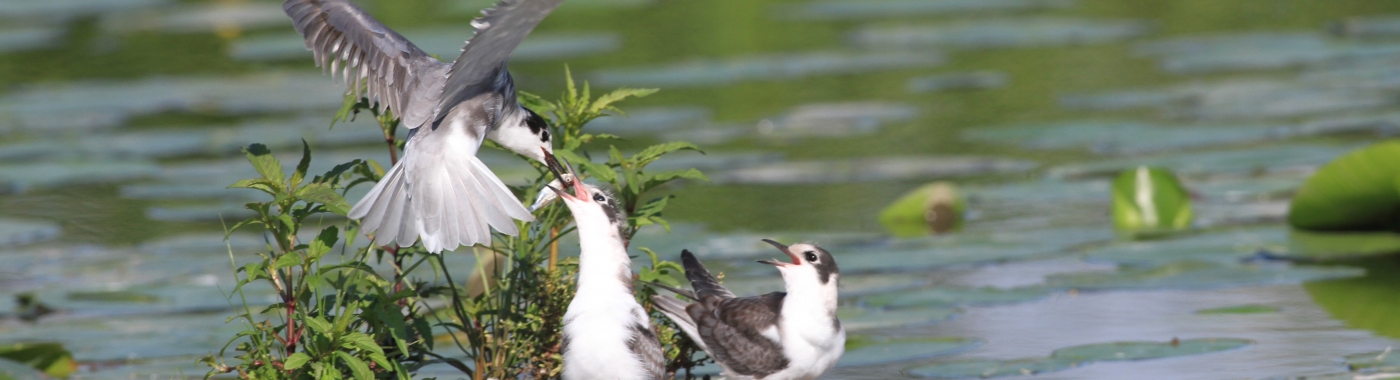 Excursies naar de zwarte sterns aan de Oude Waal