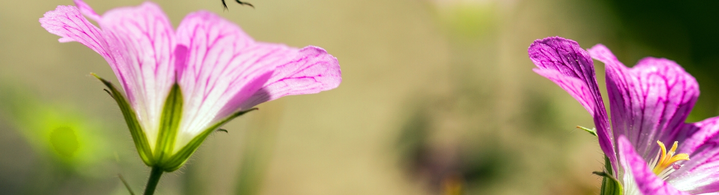 Op zaterdag 15 sept geeft onderzoeker Caspar Hallman een lezing over insectensterfte en wat jij er tegen kunt doen!