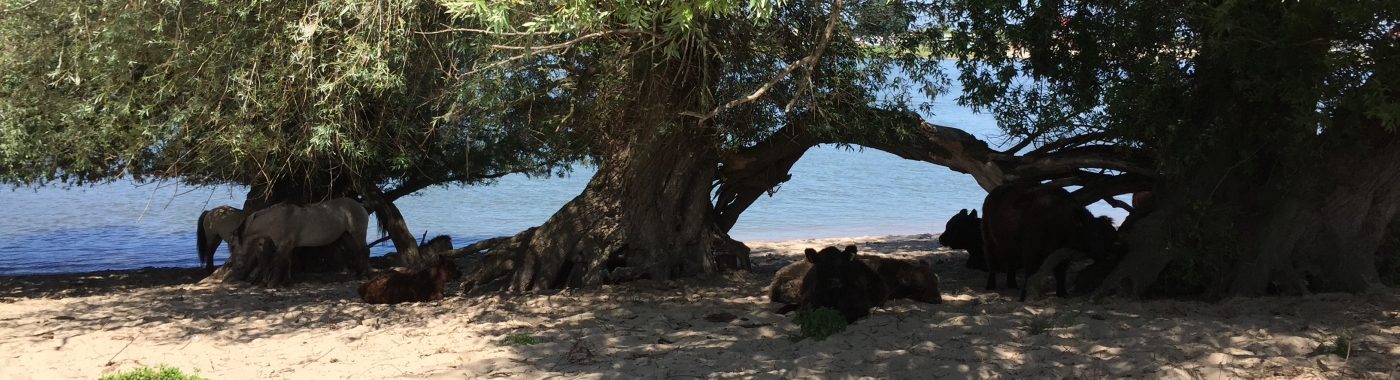 Beleef de Waal in stilte