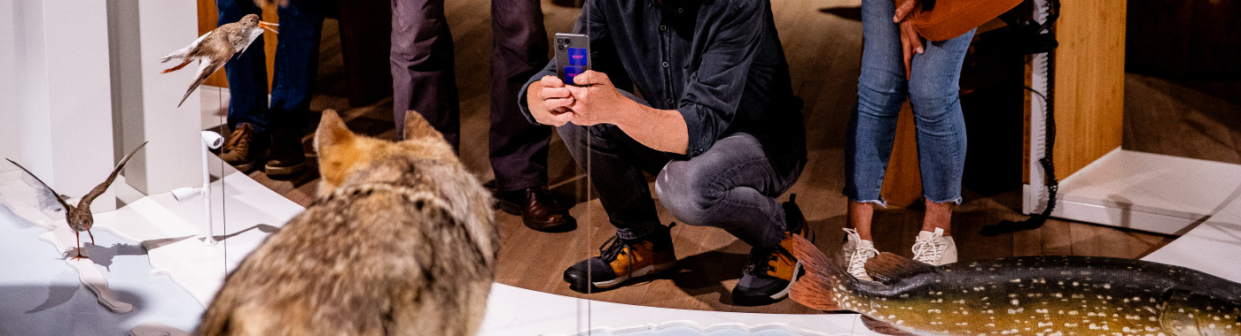 Wolf in Museum De Bastei in Nijmegen. 