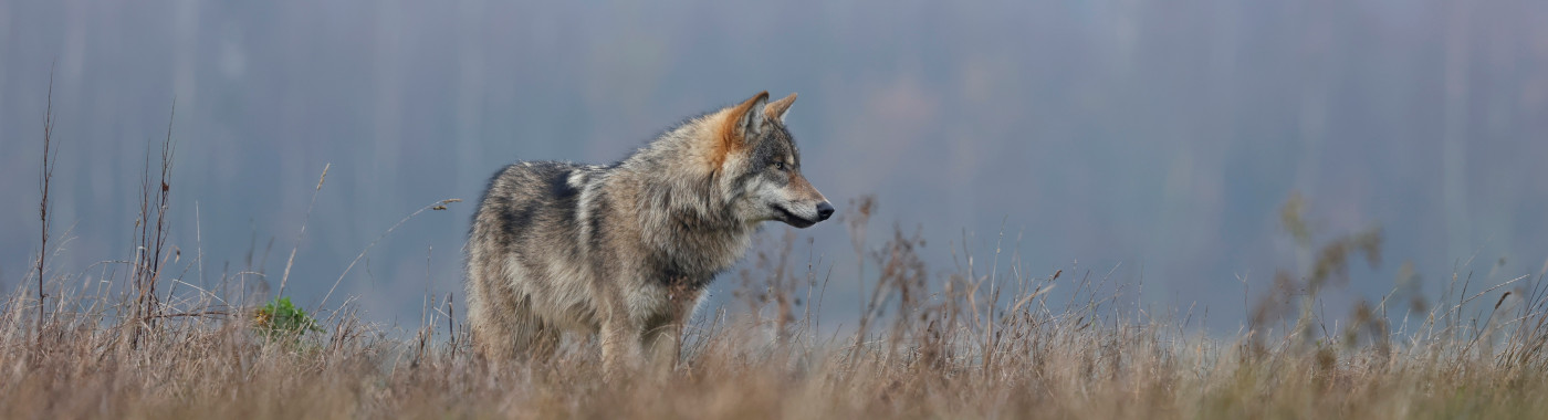 Wolf in Nederland
