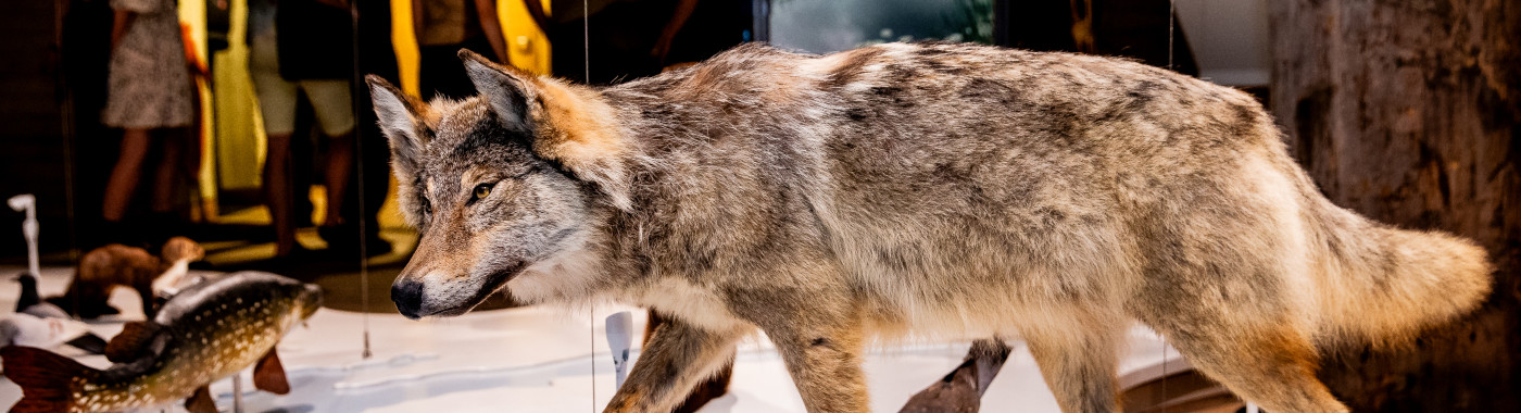 Wolf in Museum De Bastei in Nijmegen