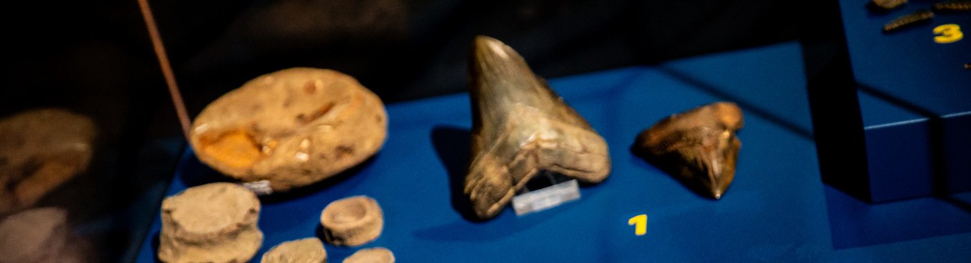Fossielen in de tentoonstelling 'Uit de diepte'