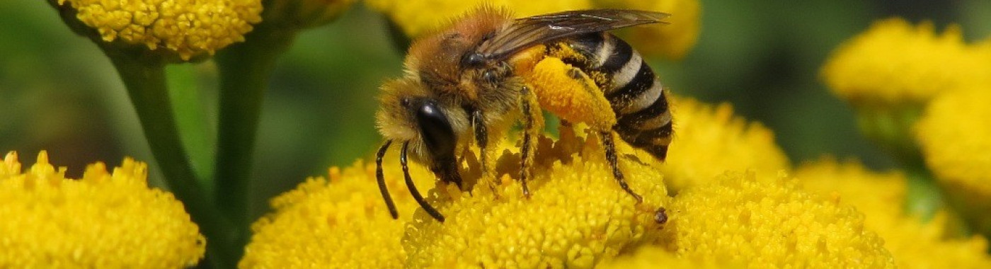 Basteicafé: Hoe inheems is inheems?