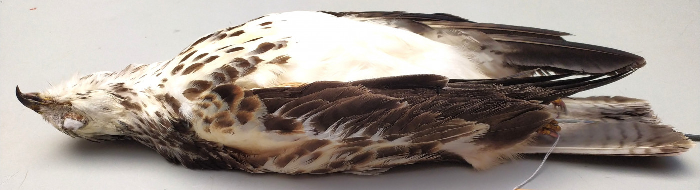 Gebalgde buizerd NMN_2022_36