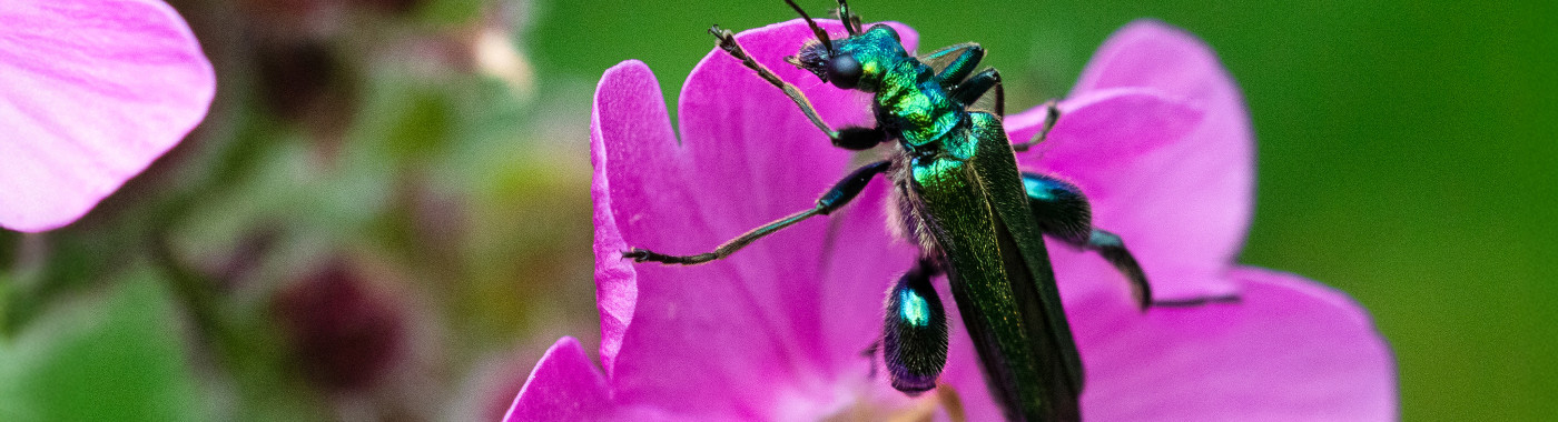 Steenbreek bioblitz excursie Nijmegen