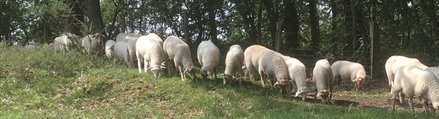 Ontdekkingstocht 'Op pad met de schaapherder'