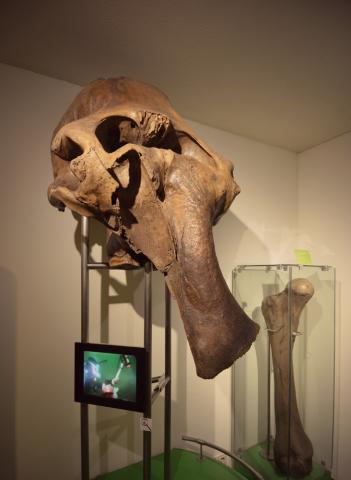 De mammoetschedel is een van de topstukken uit de collectie van De Bastei