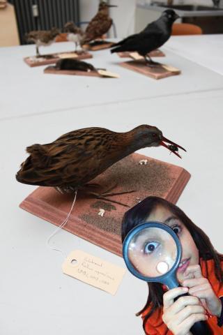 Inloopworkshop Vogels onder de loep in het Natuurmuseum Nijmegen