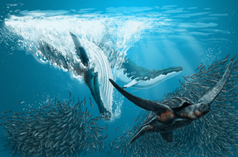 Walvis (illustratie: Remie Bakker, Manimal Works)