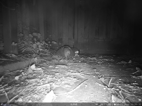 Egel door egelpoortje - wildcamera