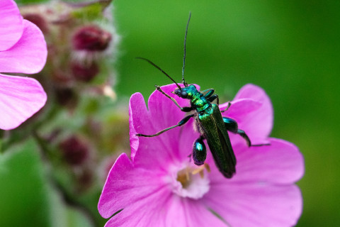 Steenbreek bioblitz excursie Nijmegen