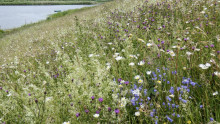 Basteicafé | Riviernatuur: het kan veel rijker, groener en mooier