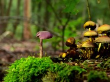 Op pad naar de paddenstoelen