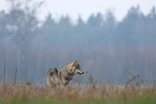 Wolf in Nederland