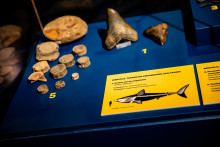 Fossielen in de tentoonstelling 'Uit de diepte'