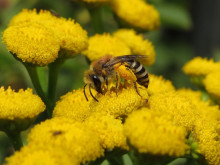 Basteicafé: Hoe inheems is inheems?