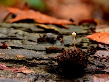 Ontdekkingstocht Paddenstoelen