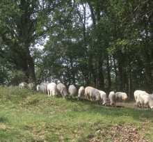Ontdekkingstocht 'Op pad met de schaapherder'