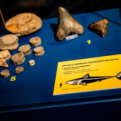 Fossielen in de tentoonstelling 'Uit de diepte'
