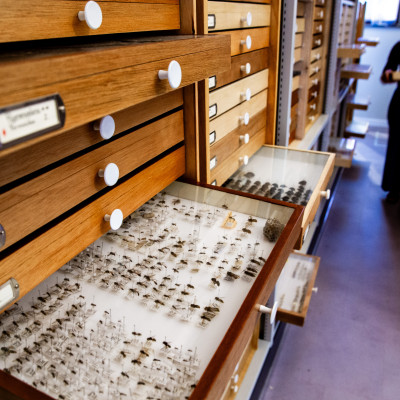 Inkijkje in de insectenlades van Museum De Bastei in Nijmegen