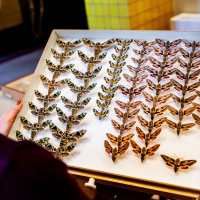 Insectenlades met vlinders 